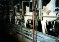 vacas lecheras