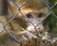 Mono en zoo inglés Mono en zoo inglés