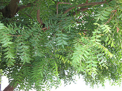hojas de Neem