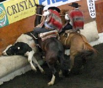 rodeo